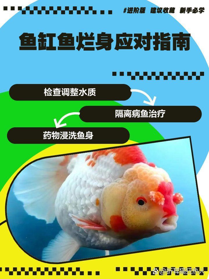 龍魚爛身最怕三個東西 龍魚爛身最怕三個東西 龍魚百科 第5張