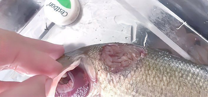 龍魚爛身最怕三個東西 龍魚爛身最怕三個東西 龍魚百科 第9張