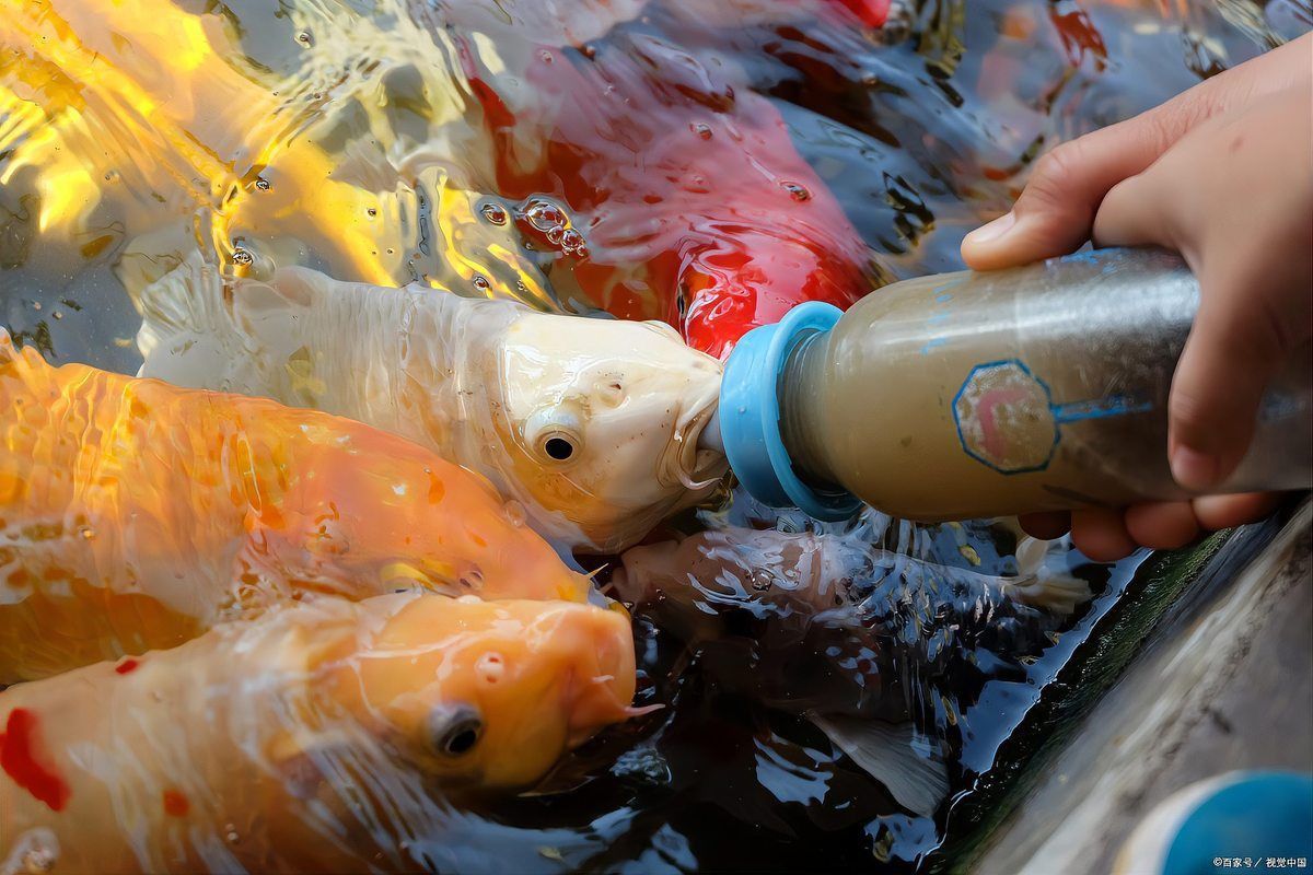龍魚爛身最怕三個東西 龍魚爛身最怕三個東西 龍魚百科 第7張