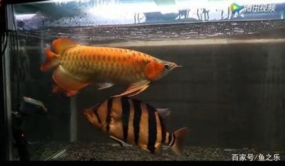 龍魚配什么魚一起養好：幾種適合與龍魚混養的魚類