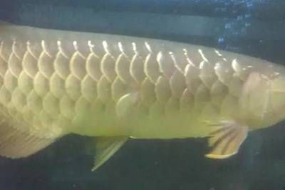 龍魚掉鱗潰爛怎么回事：龍魚掉鱗潰爛可能是因為多種原因引起的