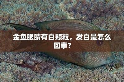 龍魚死后眼睛發白什么原因：龍魚死后眼睛發白什么原因龍魚死后眼睛發白什么原因