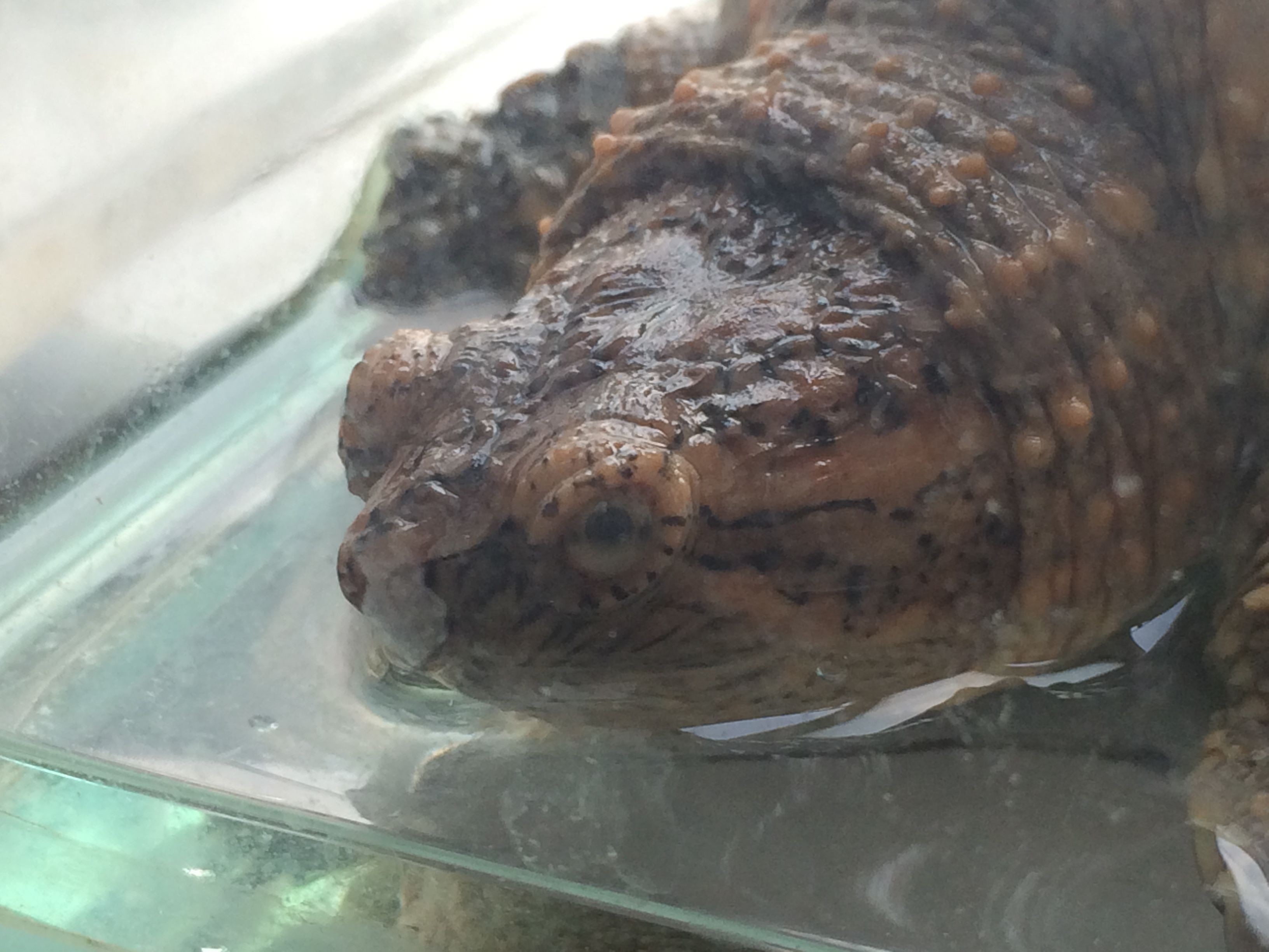 龍魚死后眼睛發白什么原因：龍魚死后眼睛發白什么原因龍魚死后眼睛發白什么原因