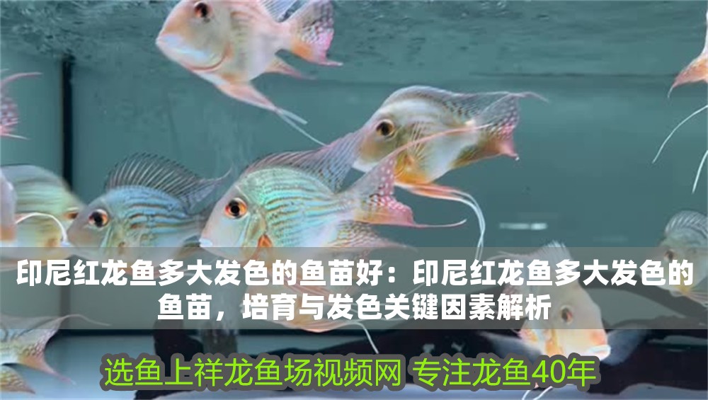 印尼紅龍魚多大發(fā)色的魚苗好：印尼紅龍魚多大發(fā)色的魚苗，培育與發(fā)色關(guān)鍵因素解析
