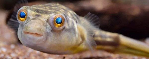 狗頭魚(yú)能和龍魚(yú)混養(yǎng)嗎：斑馬狗頭魚(yú)可以與龍魚(yú)混養(yǎng)嗎狗頭魚(yú)能和龍魚(yú)混養(yǎng)嗎