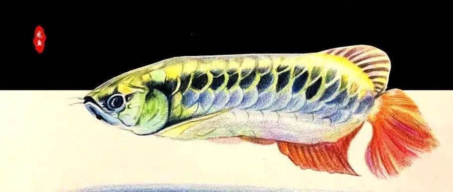 龍魚的畫怎樣畫好看又漂亮：根據搜索結果整理的龍魚畫法教程
