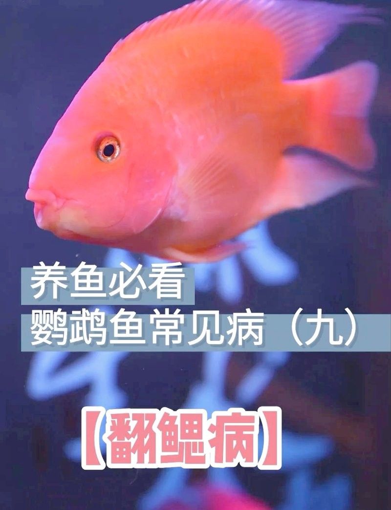 銀龍魚翻鰓手術后多久恢復？