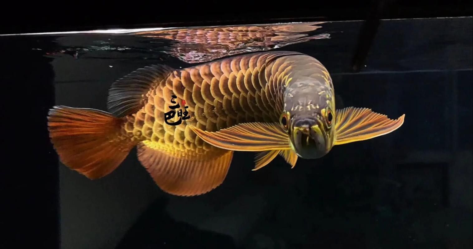龍魚長得什么樣子圖片欣賞