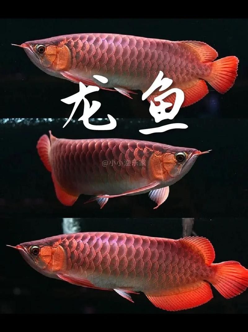 龍魚長得什么樣子圖片欣賞