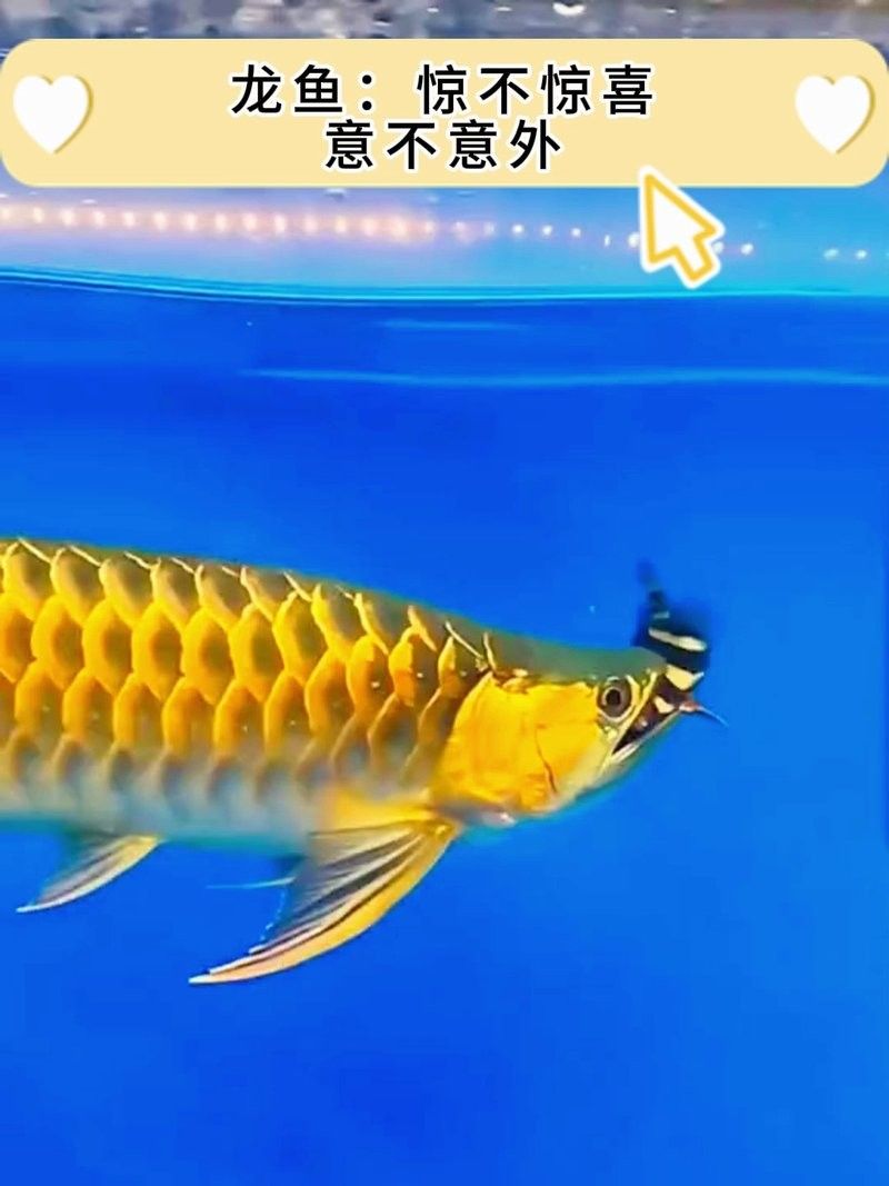 龍魚虎魚打架視頻