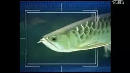 龍魚虎魚打架視頻