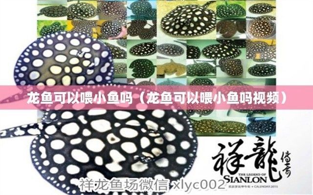龍魚可以吃小魚嗎怎么喂，龍魚可以吃小魚但在喂食時需要注意喂食的量和頻率