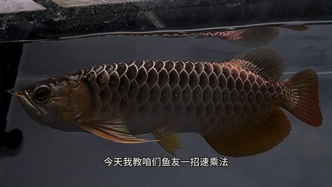 過背金龍魚選購指南