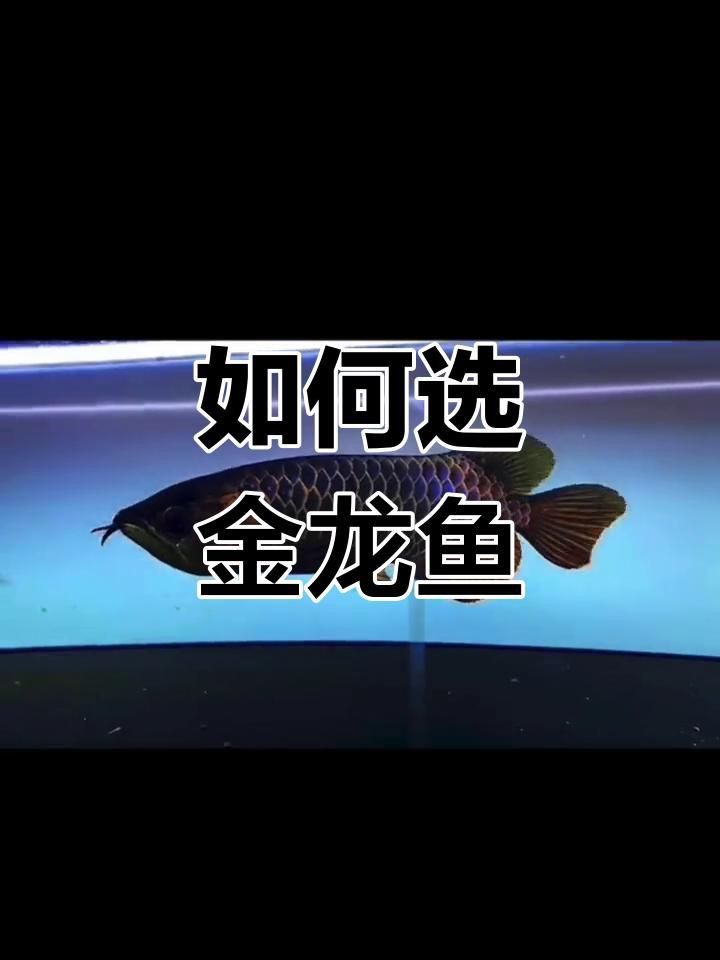 過背金龍魚選購指南