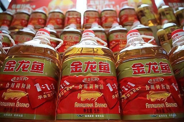 金龍魚白酒 金龍魚白酒 龍魚百科 第16張