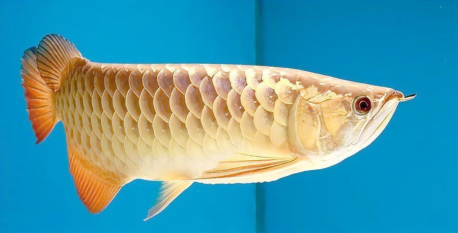龍魚名字大全帶好運