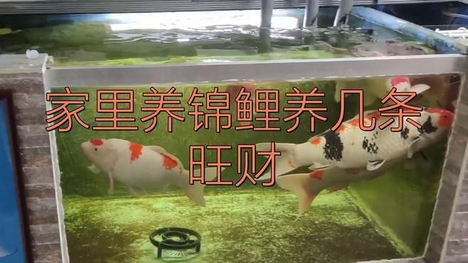 錦鯉一般養幾條最旺