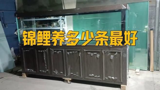 錦鯉一般養幾條最旺