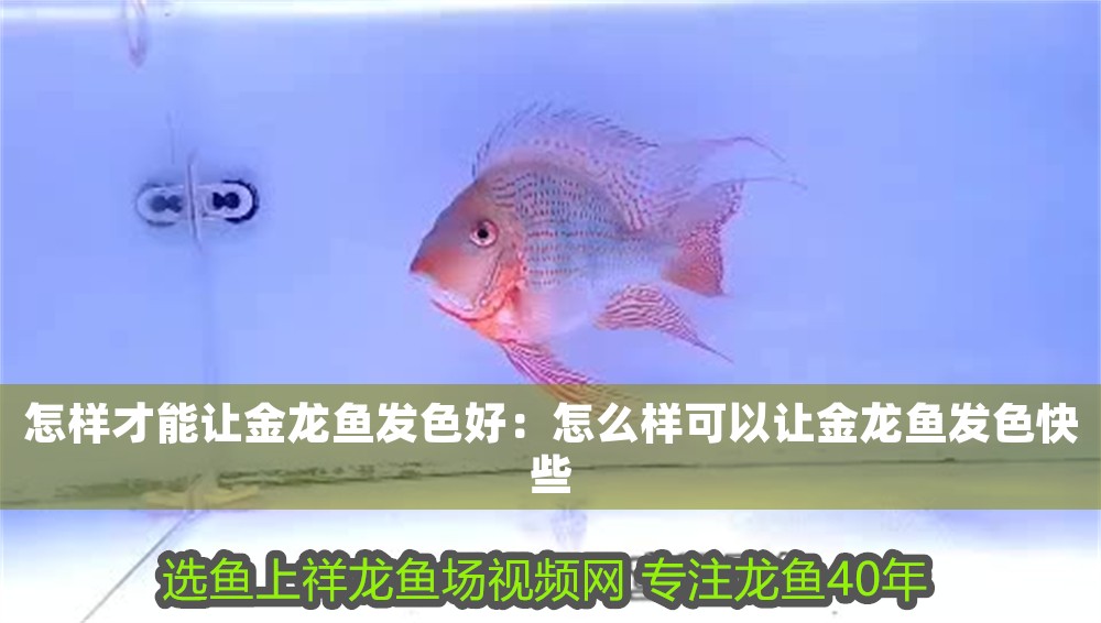 怎樣才能讓金龍魚發色好：怎么樣可以讓金龍魚發色快些