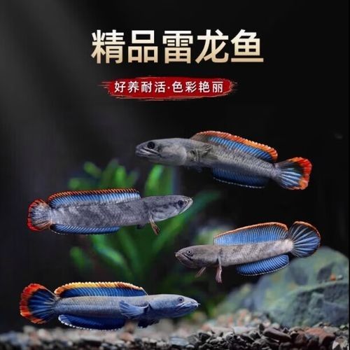 雷龍魚能和狗頭混養(yǎng)嗎圖片 雷龍魚能和狗頭混養(yǎng)嗎圖片 龍魚百科 第12張
