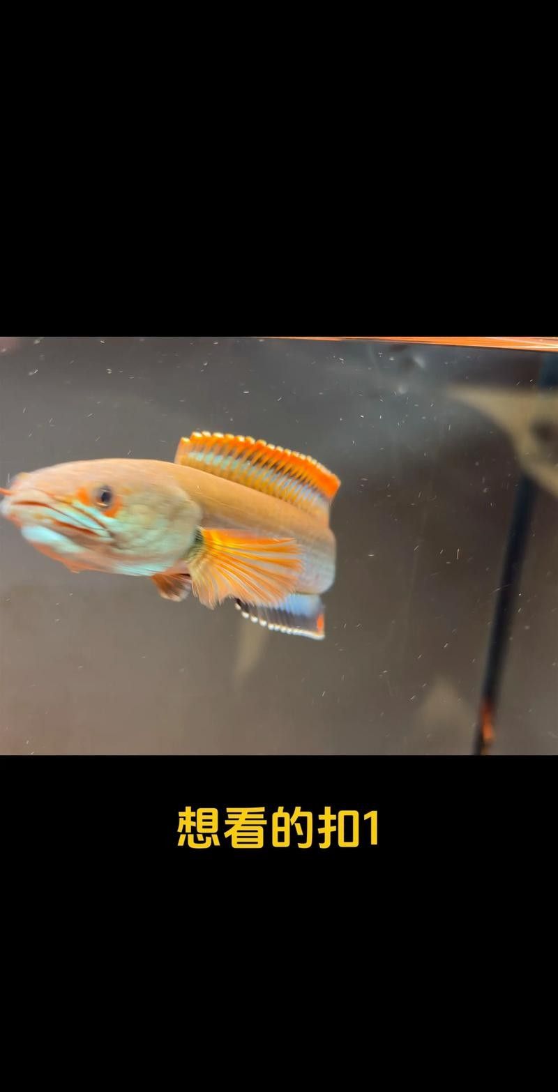 雷龍魚能和狗頭混養(yǎng)嗎圖片 雷龍魚能和狗頭混養(yǎng)嗎圖片 龍魚百科 第21張