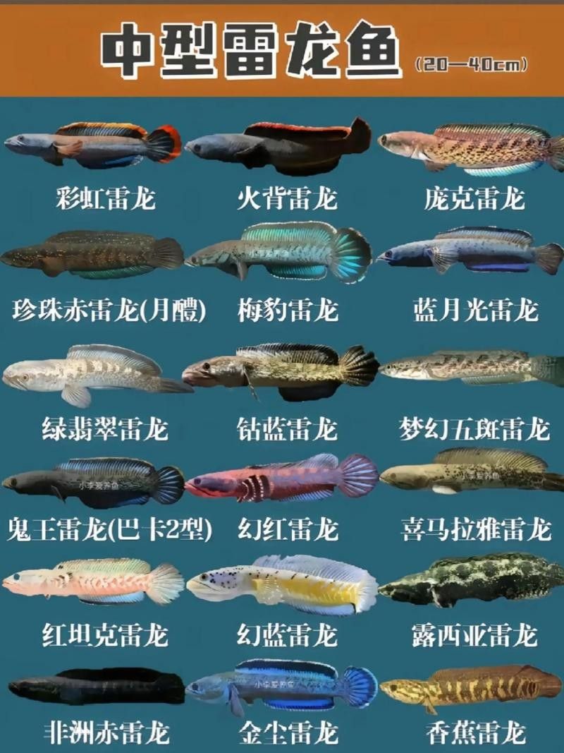 雷龍魚能和狗頭混養(yǎng)嗎圖片 雷龍魚能和狗頭混養(yǎng)嗎圖片 龍魚百科 第25張