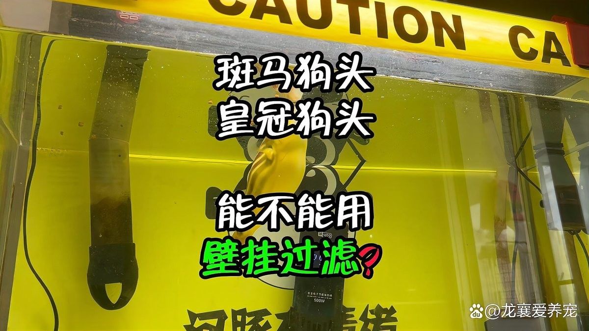 雷龍魚能和狗頭混養(yǎng)嗎圖片 雷龍魚能和狗頭混養(yǎng)嗎圖片 龍魚百科 第30張