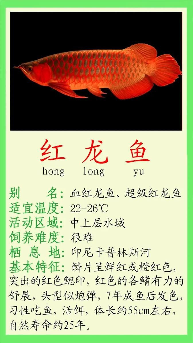 紅金龍魚的圖片大全