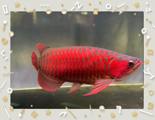 紅金龍魚的圖片大全 紅金龍魚的圖片大全 龍魚百科 第7張