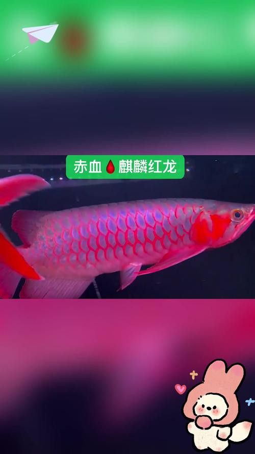 紅金龍魚的圖片大全 紅金龍魚的圖片大全 龍魚百科 第15張