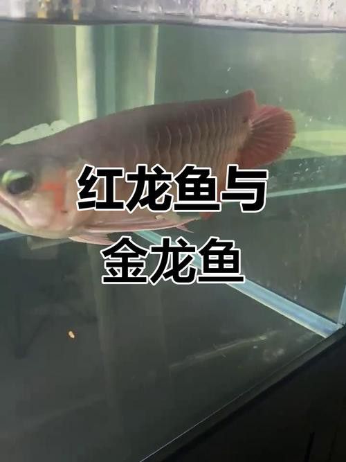 紅金龍魚的圖片大全 紅金龍魚的圖片大全 龍魚百科 第22張