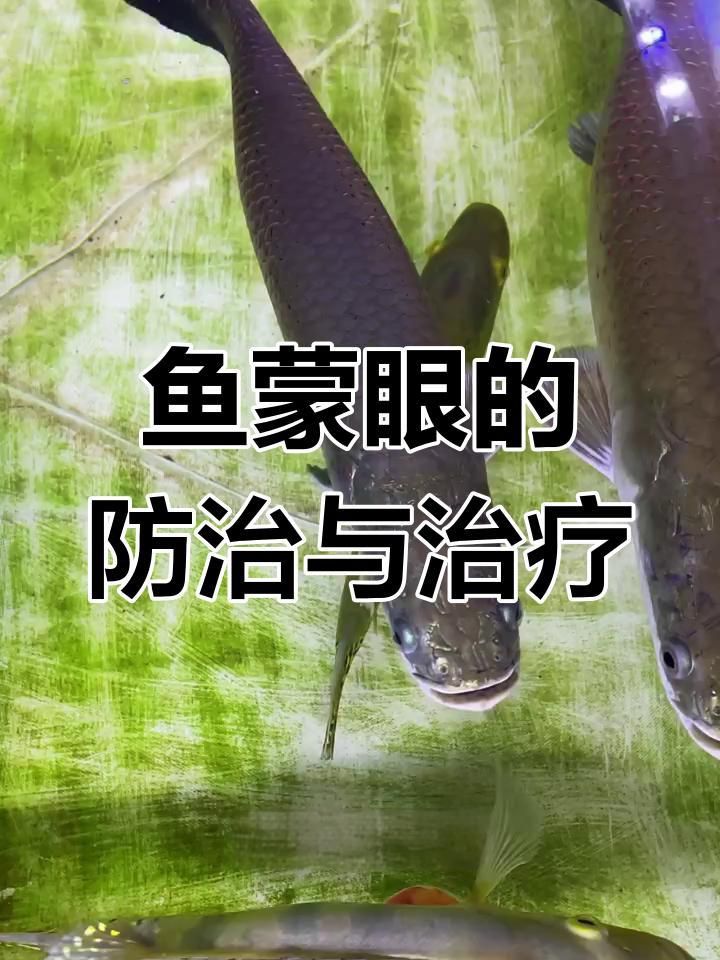 如何判斷魚是否患有蒙眼病？