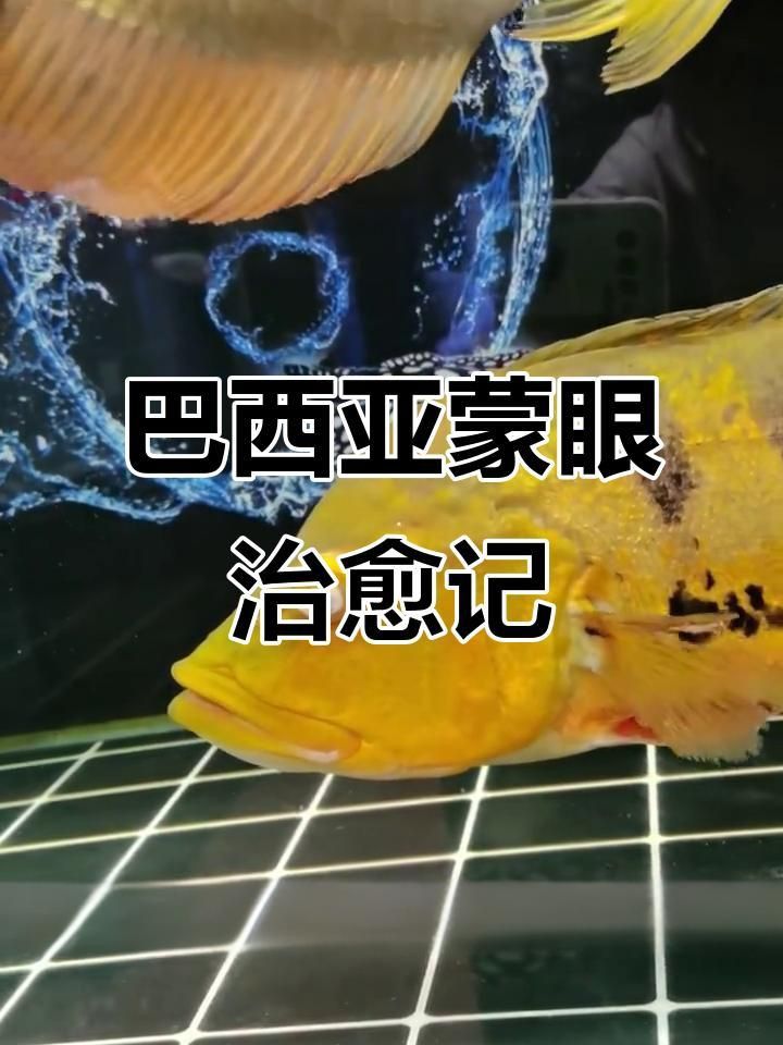 如何判斷魚是否患有蒙眼??？