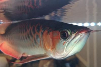 龍魚老是撞拉筋：龍魚撞拉筋是一種常見的問題主要原因包括受到驚嚇、水位過高