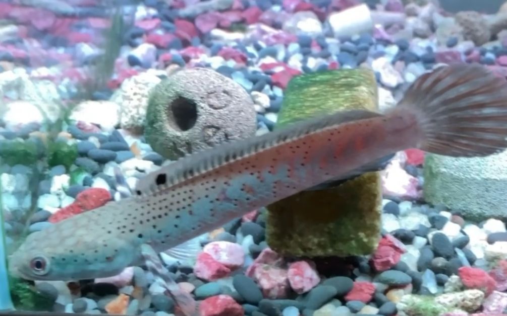 龍魚下嘴唇發黑怎么辦（龍魚下嘴唇發黑怎么辦查詢龍魚下嘴唇發黑怎么辦）