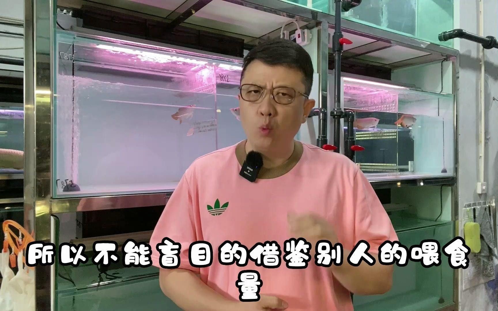 如何調整金頭龍魚的投喂量？