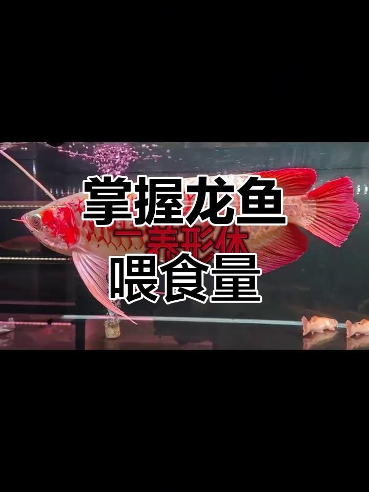 如何調(diào)整金頭龍魚(yú)的投喂量？ 如何調(diào)整金頭龍魚(yú)的投喂量？ 龍魚(yú)百科 第4張
