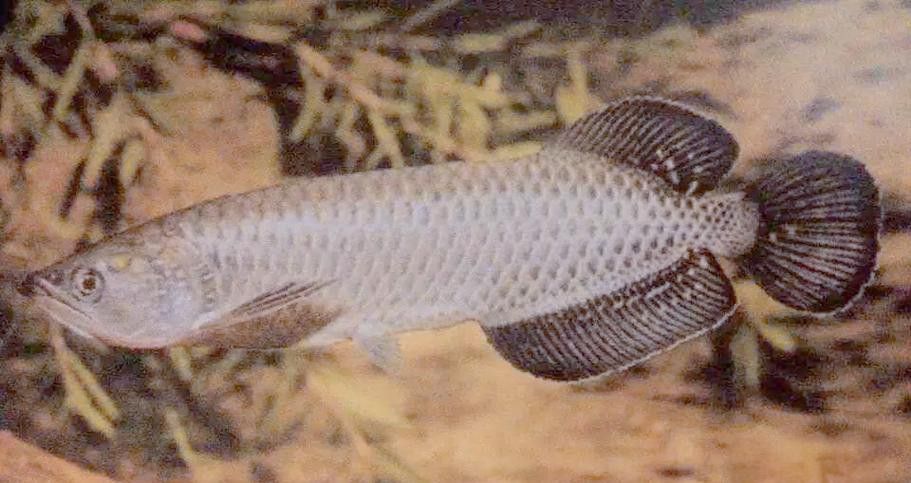 星點龍魚圖片大全 龍魚百科 第6張 星點龍魚圖片大全 星點龍魚圖片大全 龍魚百科 第6張