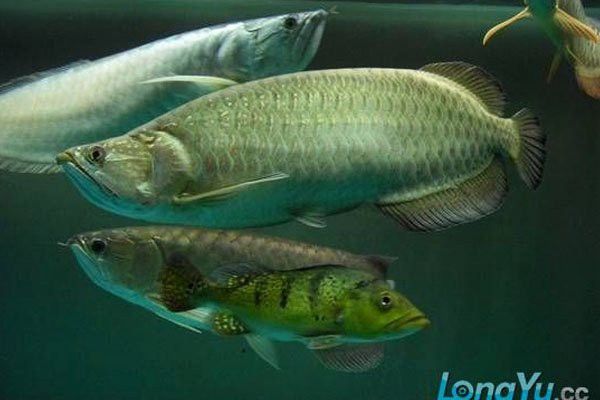 星點龍魚圖片大全 星點龍魚圖片大全 龍魚百科 第26張