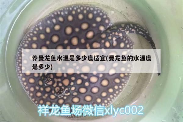 朱巴利魚(yú)繁殖期水溫調(diào)控：朱巴利魚(yú)在養(yǎng)殖過(guò)程中，繁殖期的水溫調(diào)控至關(guān)重要 朱巴利魚(yú)繁殖期水溫調(diào)控：朱巴利魚(yú)在養(yǎng)殖過(guò)程中，繁殖期的水溫調(diào)控至關(guān)重要 龍魚(yú)百科 第5張