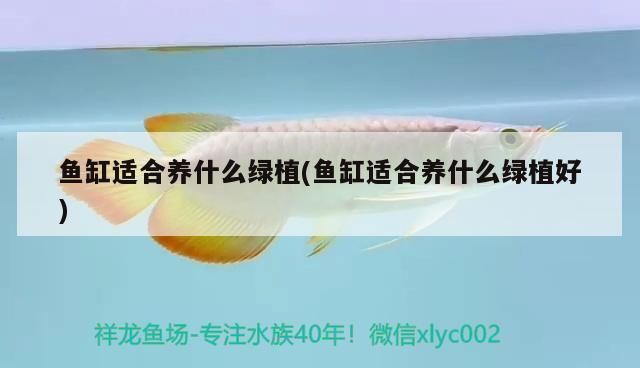 朱巴利魚(yú)繁殖期水溫調(diào)控：朱巴利魚(yú)在養(yǎng)殖過(guò)程中，繁殖期的水溫調(diào)控至關(guān)重要 朱巴利魚(yú)繁殖期水溫調(diào)控：朱巴利魚(yú)在養(yǎng)殖過(guò)程中，繁殖期的水溫調(diào)控至關(guān)重要 龍魚(yú)百科 第6張