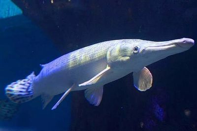 龍魚吃黃鱔嗎：龍魚可以吃黃鱔嗎