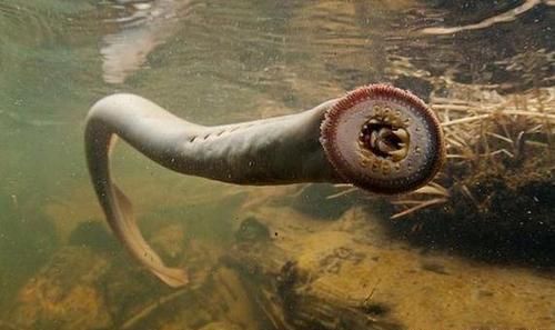 龍魚吃黃鱔嗎：龍魚可以吃黃鱔嗎