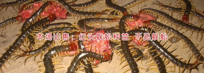 金龍魚能不能吃蝎子：關于金龍魚是否能吃蝎子