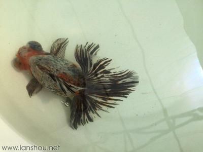 廣州觀賞魚批發市場祥龍魚場（廣州觀賞魚批發市場）