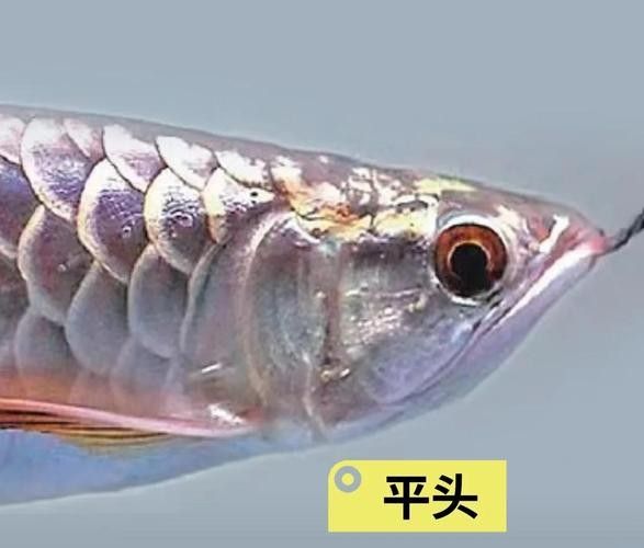 龍魚品相鑒別方法圖解 龍魚品相鑒別方法圖解 龍魚百科 第11張