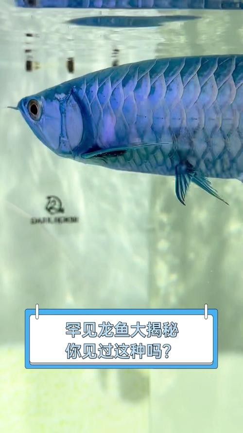 龍魚品相鑒別方法圖解 龍魚品相鑒別方法圖解 龍魚百科 第19張
