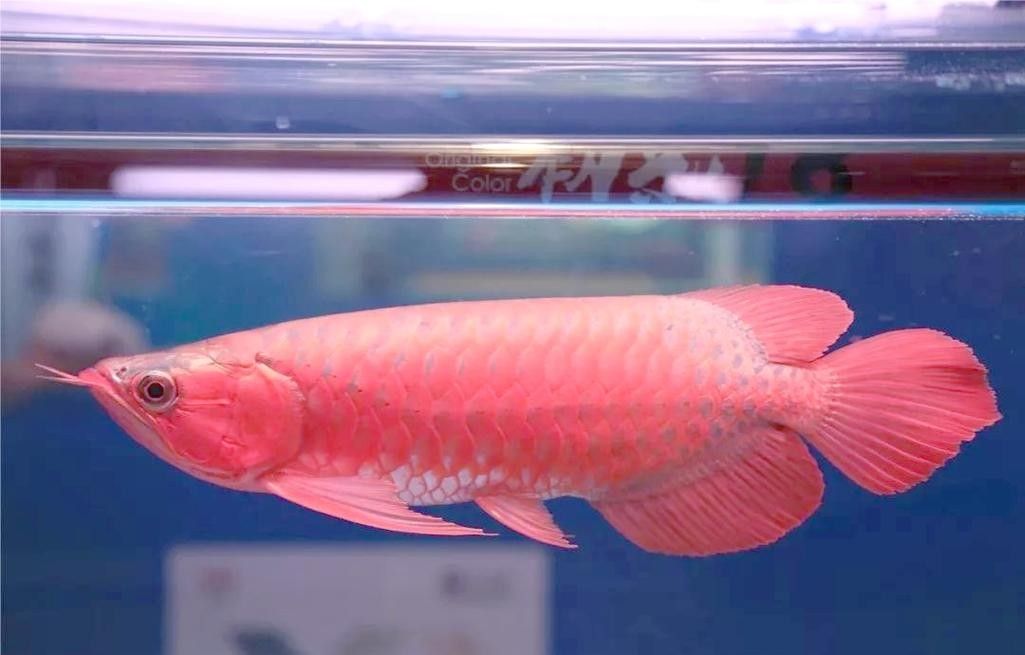 龍魚品相鑒別方法圖解 龍魚品相鑒別方法圖解 龍魚百科 第17張
