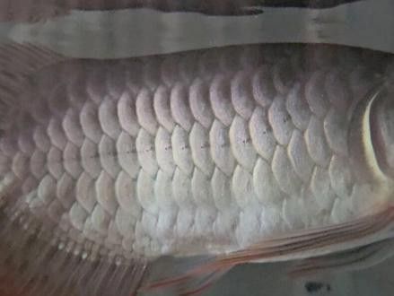 龍魚品相鑒別方法圖解 龍魚品相鑒別方法圖解 龍魚百科 第32張