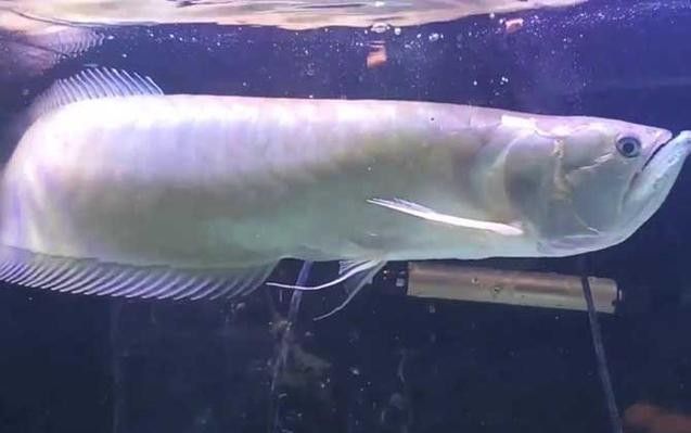 銀龍魚體表腐爛怎么治療圖片大全